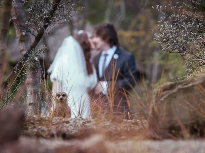 Got Photobombed At My Own Wedding