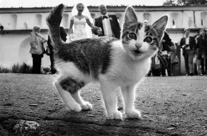 Cat Photobomb