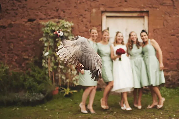 Photobomb aéreo