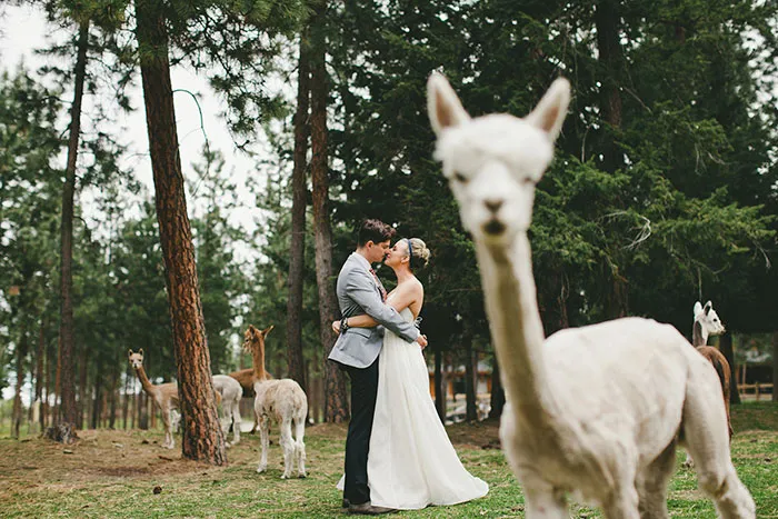 Alpaca haciendo photobomb
