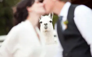 58 Times Wedding Photos Were Photobombed So Well It Made Newlyweds Die Of Laughter When They Saw The Photos