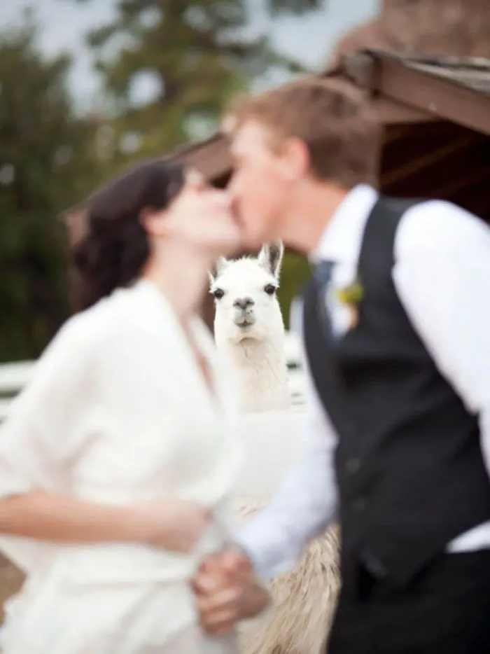 All The Focus On Llama
