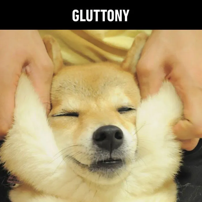 Is Your Dog A Good Boy? 7 Doggo Sins That Your Dog Is Probably Guilty Of