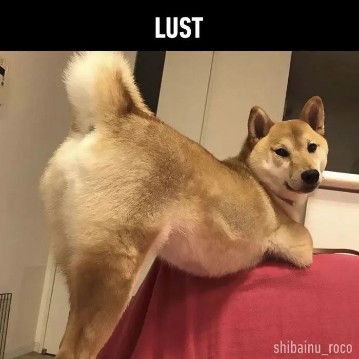 Is Your Dog A Good Boy? 7 Doggo Sins That Your Dog Is Probably Guilty Of