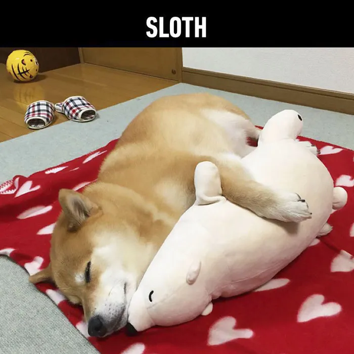 Is Your Dog A Good Boy? 7 Doggo Sins That Your Dog Is Probably Guilty Of