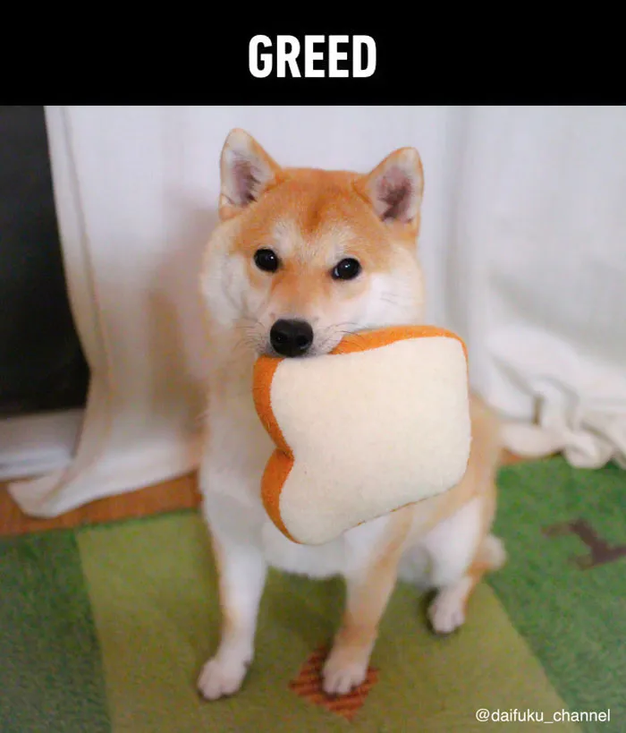 Is Your Dog A Good Boy? 7 Doggo Sins That Your Dog Is Probably Guilty Of
