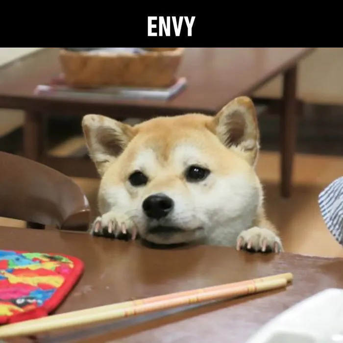 Is Your Dog A Good Boy? 7 Doggo Sins That Your Dog Is Probably Guilty Of