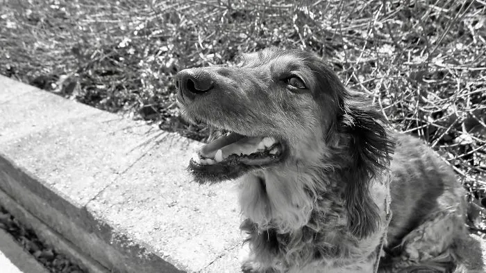Happy dog sitting outdoors with a leash, illustrating people sharing the names they now call their pets instead of original ones.