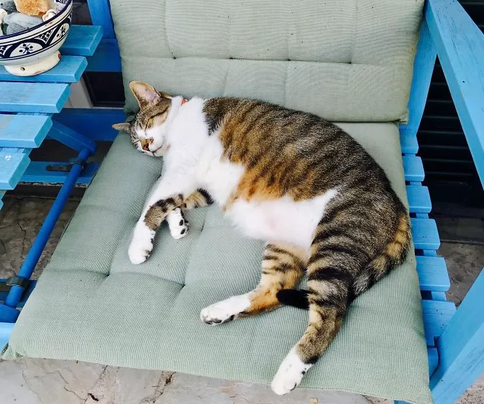 Tabby cat sleeping on a cushioned chair, illustrating funny pet names people now call their pets instead of the original one.