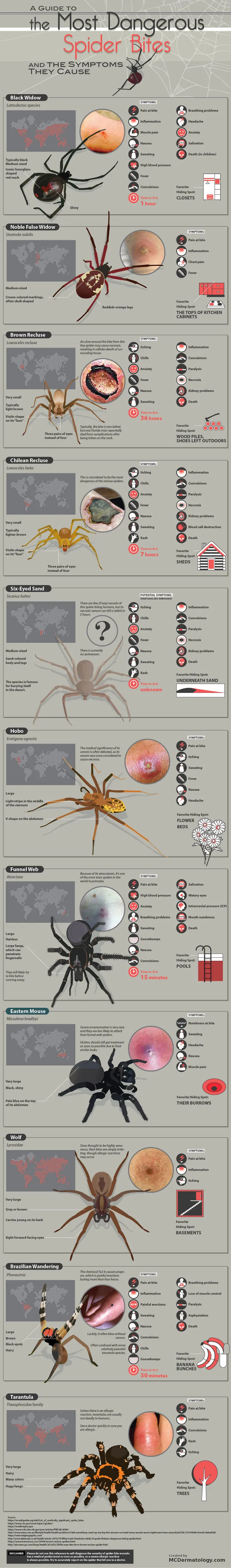 A Guide To The Most Dangerous Spider Bites And The Symptoms They Cause
