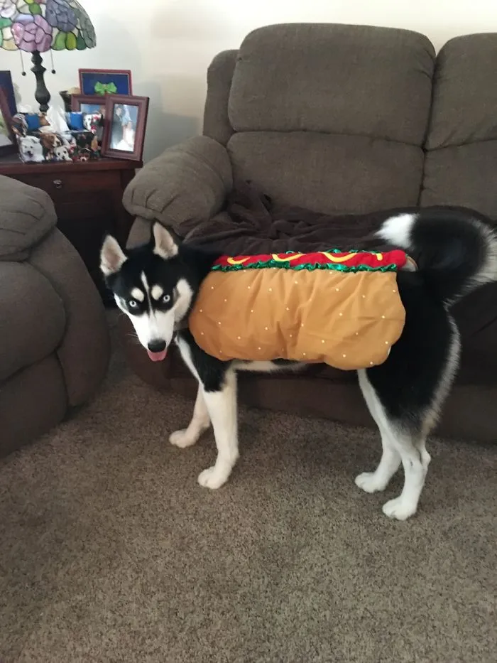 Hot Dog Husky