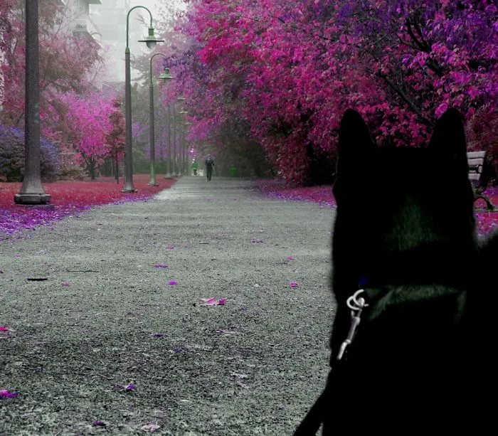 Oskar The Inu