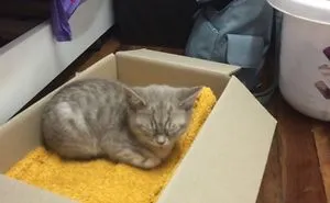 1 Year Of A Kitten And Her Box