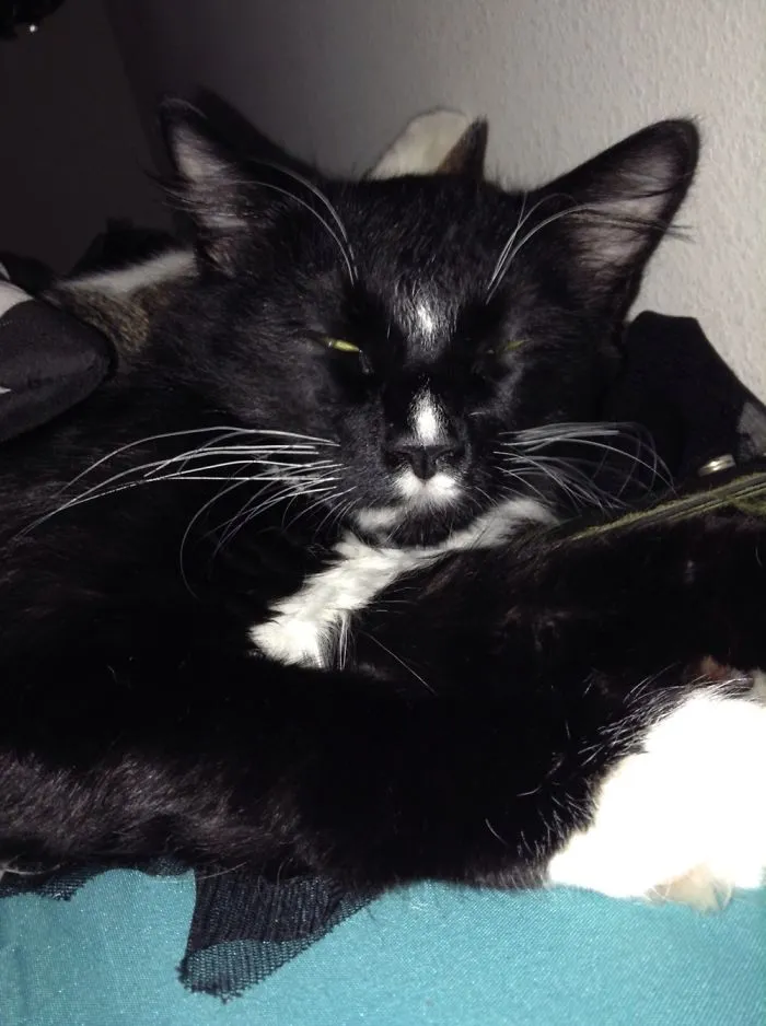 Jack My Cat