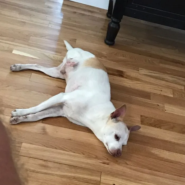 Missing A Leg Doesn’t Make Chase Only Relax. He Also Loves To Run All Over Chasing Birds!