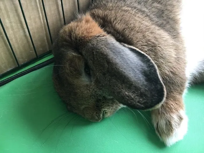 My Rabbit Coco😍
