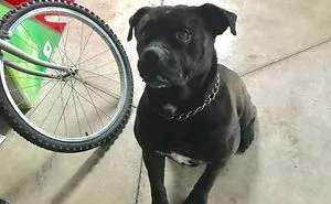 Post Your “Not So Perfect” Pets That Are Perfect To You