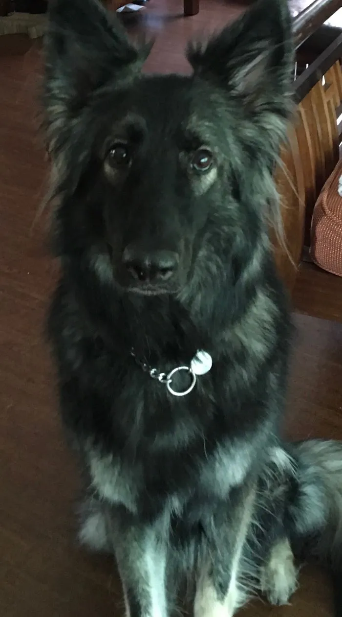 My Dog Cricket Her Eyes Are Going Blind