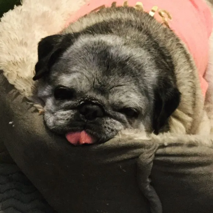 Stella The Pugtato. Best ‘Let’s Just Visit The Shelter To Drop Off Food...’ Day Ever