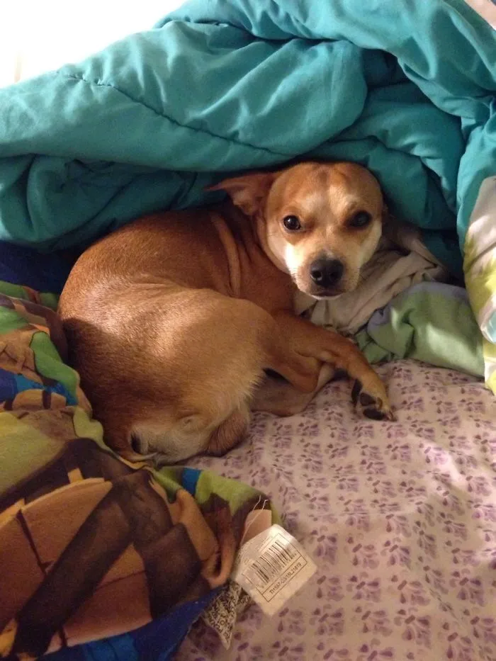 Oliver Was Rescued From A Puppy Mill When We Got Them He Had All But One Of His Ribs Broken