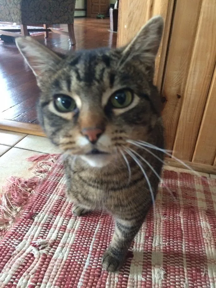 My Brother’s Cat Eddie. His Leg Was Lost Due To A Gun Shot Wound, But My Brother Saved His Life