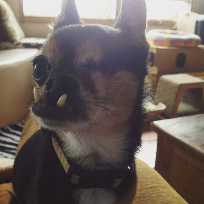Handsome Pete (Face Was Surgically Rebuilt After He Was Found On Side Of Road)