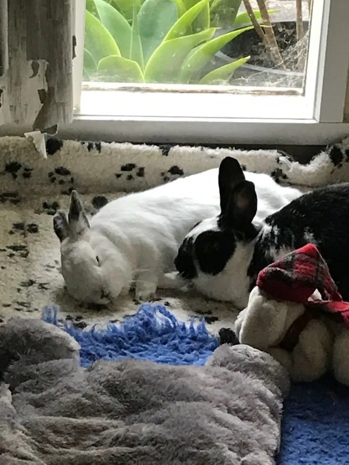 This Is Dave & Rosie. Rosie Has 3 Legs And Dave Is Missing Part Of His Nose. They Are My Babies