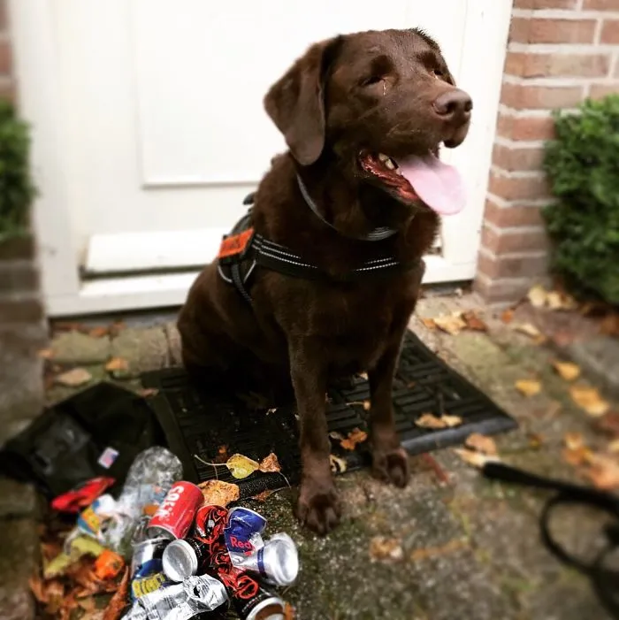 Enjoycleaningup
