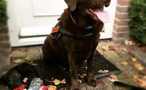 Enjoycleaningup