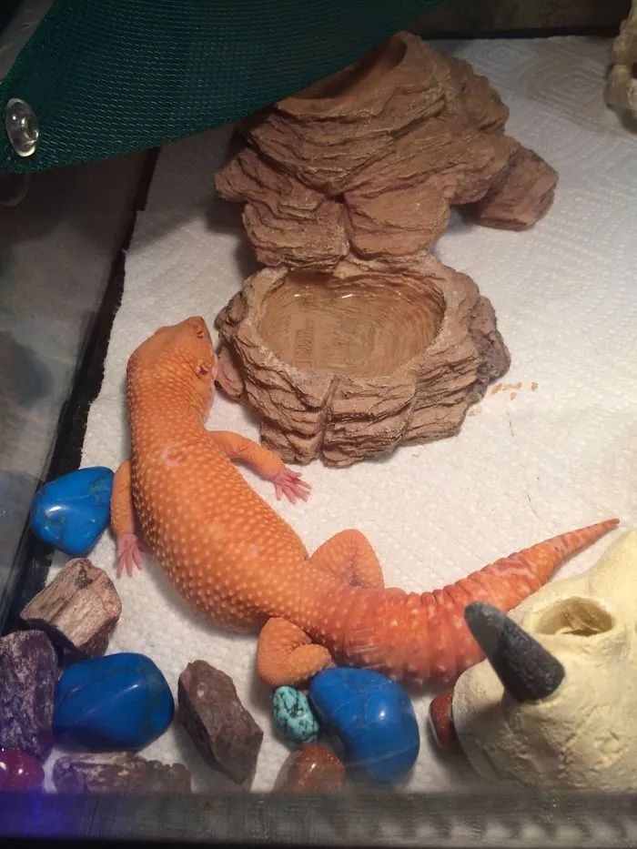 Orange leopard gecko resting on white paper towel surrounded by colorful rocks in pet enclosure.