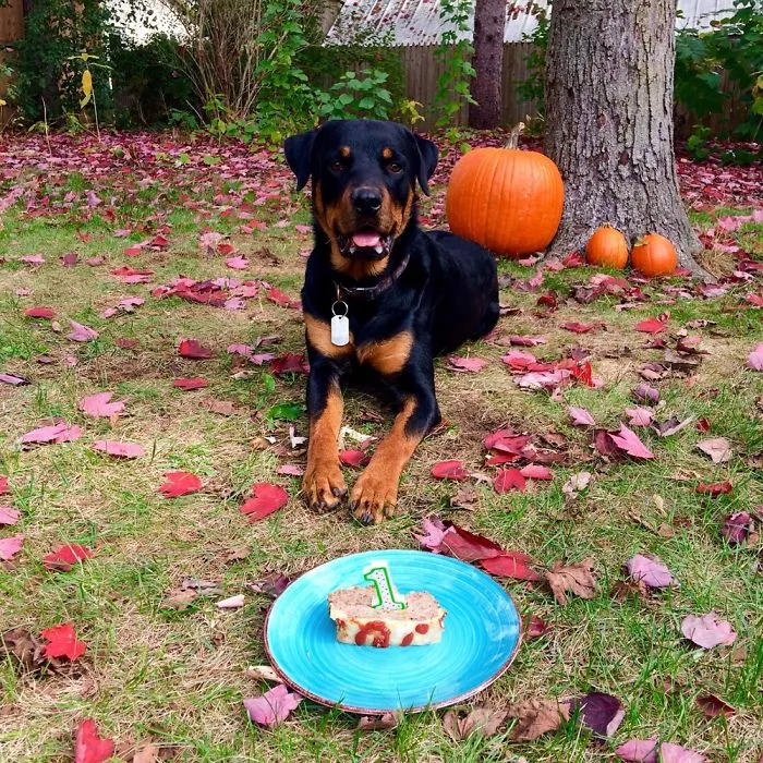 Rottweiler celebrating first birthday outdoors with cake and pumpkins, capturing funny pet name moments shared by people.