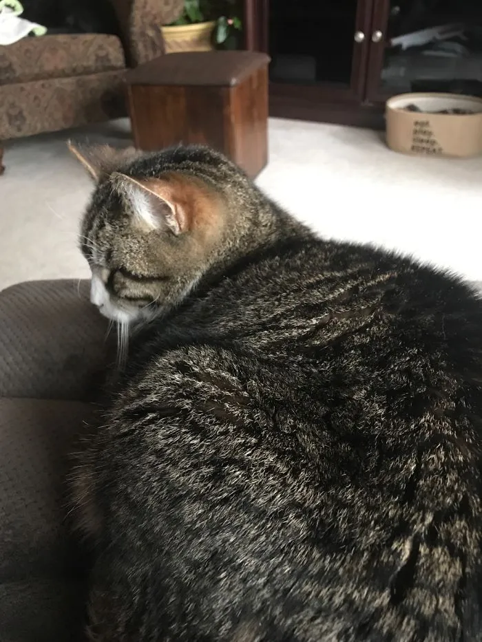 Tabby cat resting indoors on a couch, illustrating people sharing the new names they call their pets instead of the original.