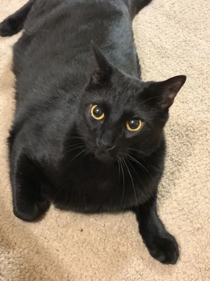 Black cat with yellow eyes lying on carpet, illustrating funny pet names people now call their pets instead of original ones.