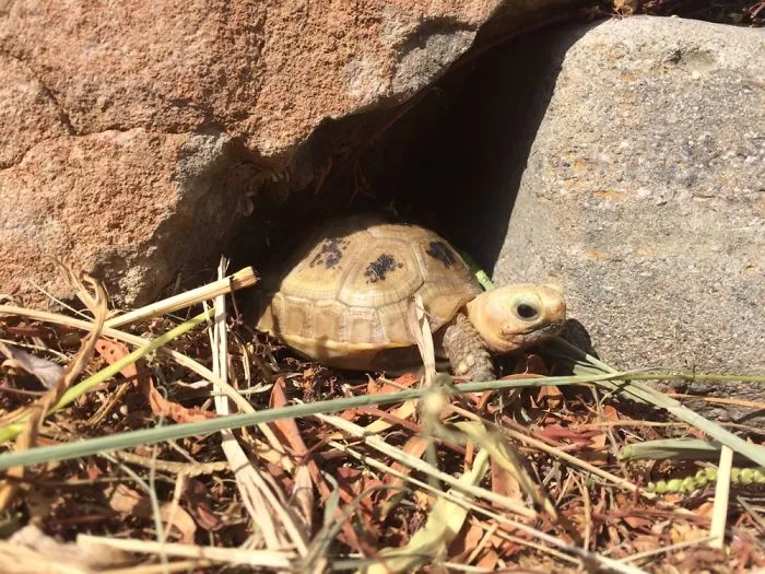 Small tortoise hiding between rocks and dry grass, illustrating funny pet names people now call their pets.