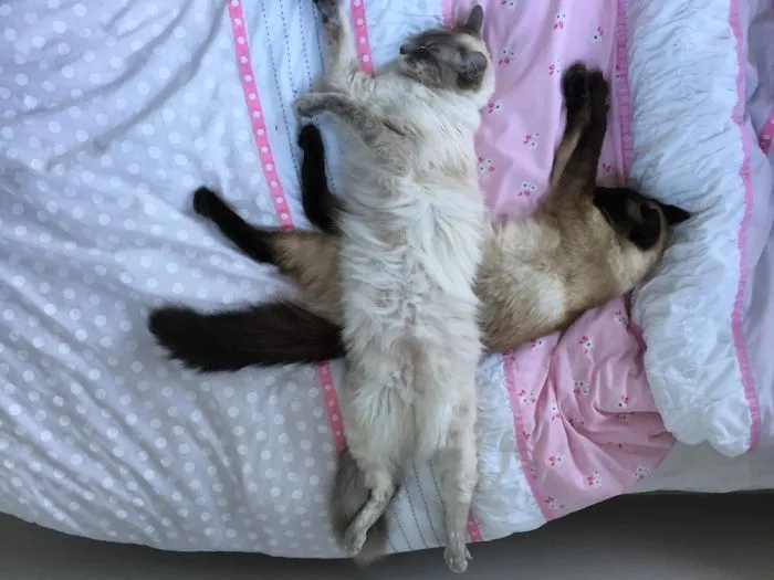 Nap Positions Gone Wild