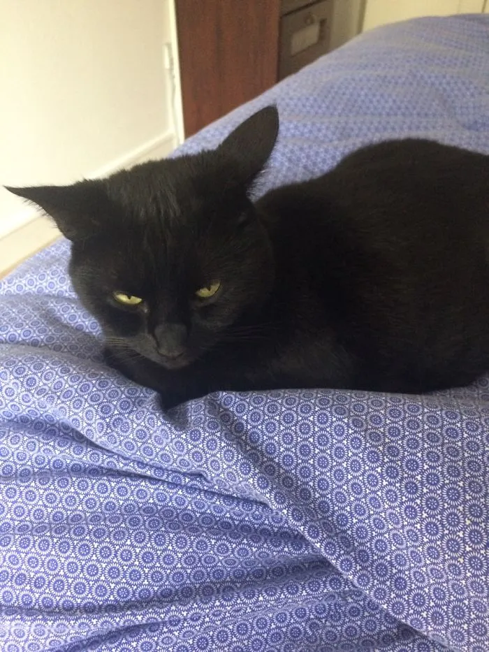 Black cat resting on a patterned blue blanket, illustrating people sharing the names they now call their pets.