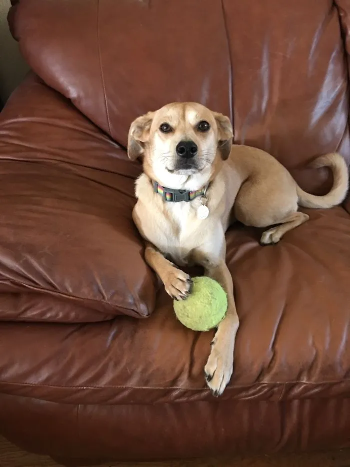 Dog lying on a brown leather couch holding a green tennis ball, showcasing names people now call their pets.