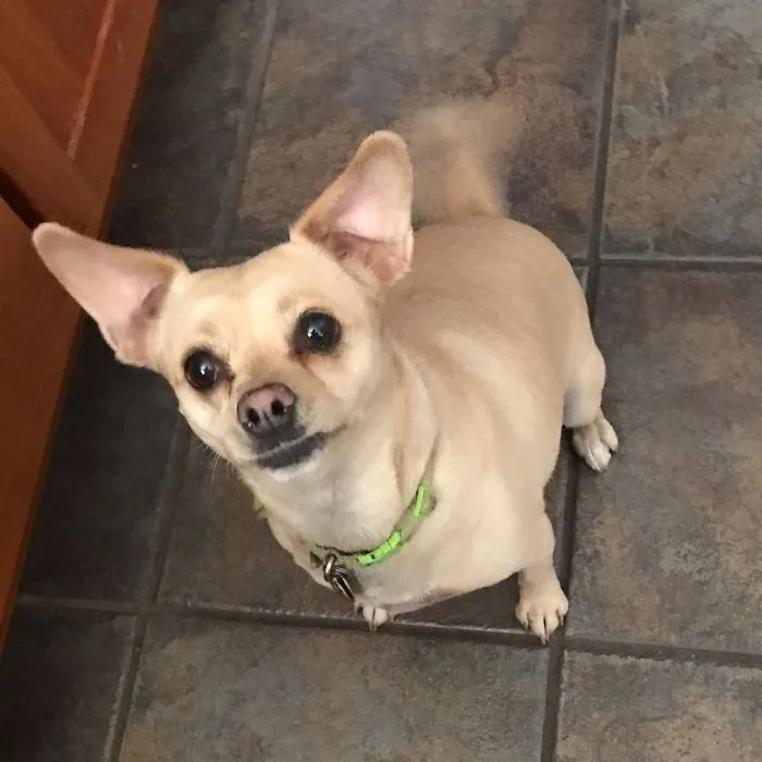 Small tan dog with large ears sitting on tiled floor, illustrating people sharing pet names instead of original ones humorously.