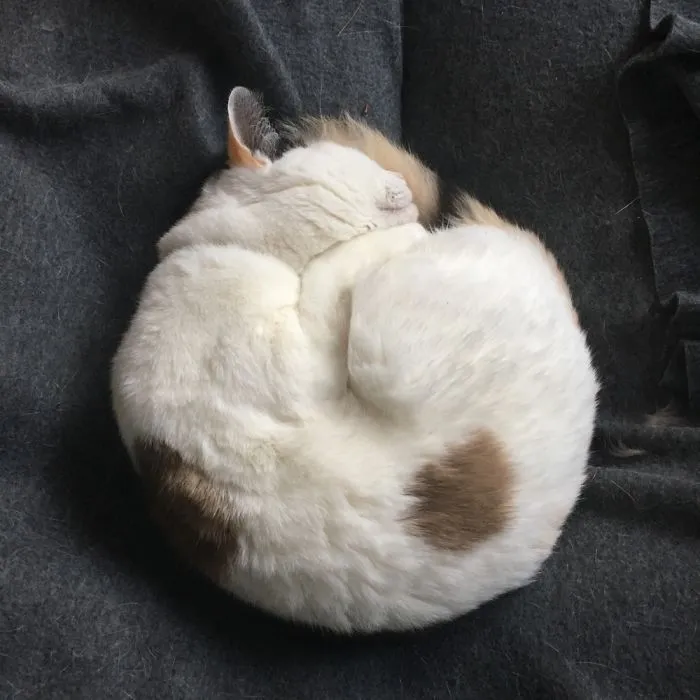 White cat curled up sleeping on a dark blanket, illustrating people sharing the names they now call their pets.