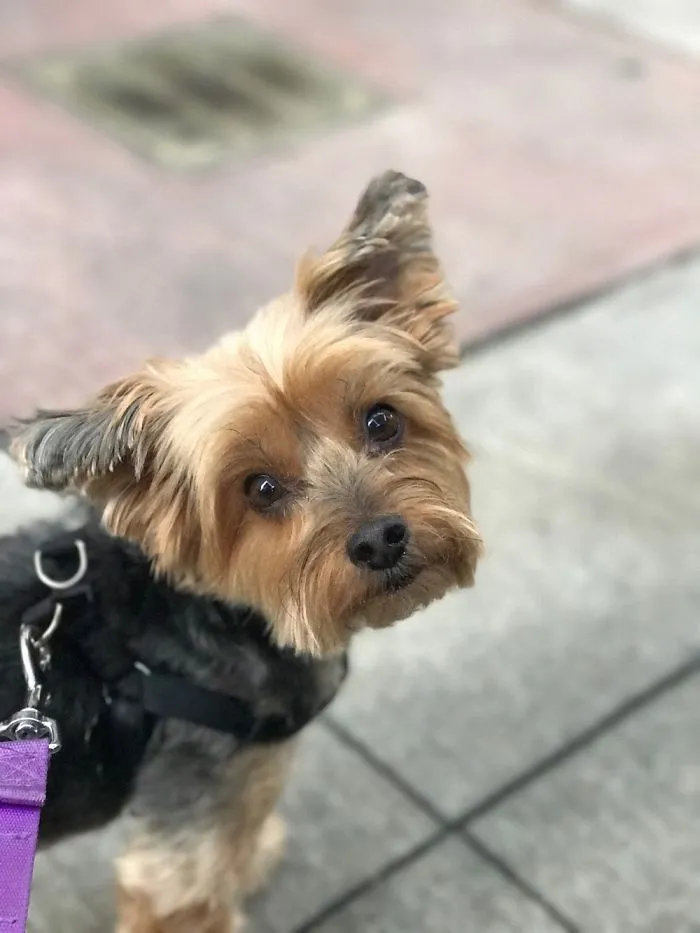 Small dog on a leash looking up, illustrating people sharing the names they now call their pets instead of the original one.