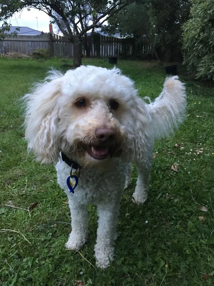 White curly-haired dog standing on grass in backyard, showing a happy expression, captured in a pet name sharing moment.