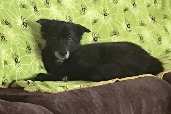 Black dog resting on a spider-web patterned blanket showcasing quirky pet names people now call their pets.