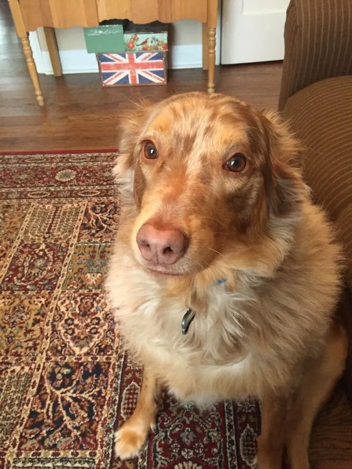 Golden brown dog sitting on a patterned rug, illustrating people sharing the names they now call their pets.