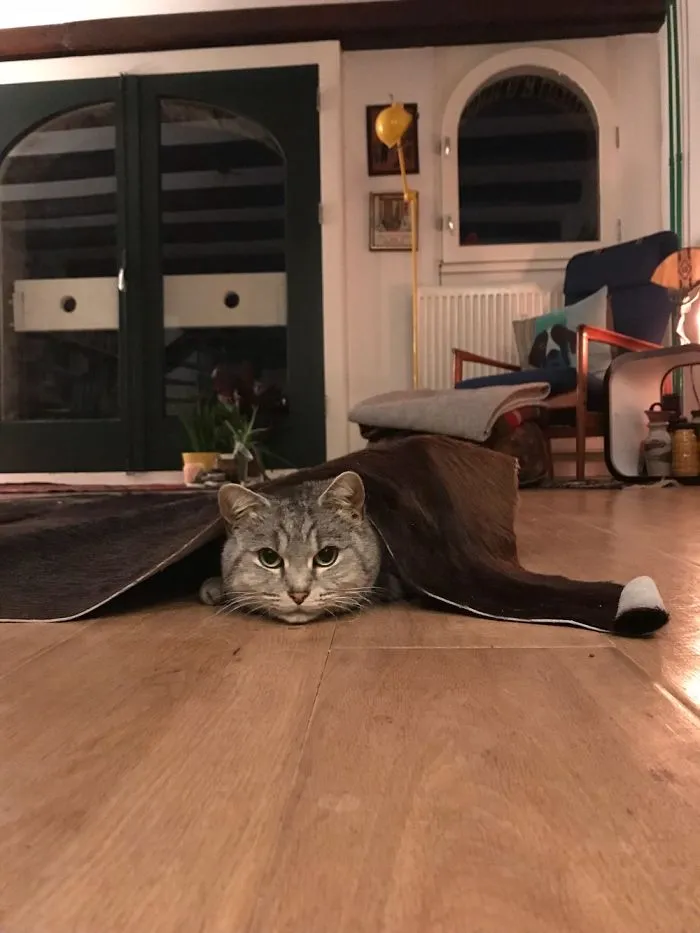 Cat peeking out from under a rug in a cozy living room, illustrating pets with new names people are sharing.
