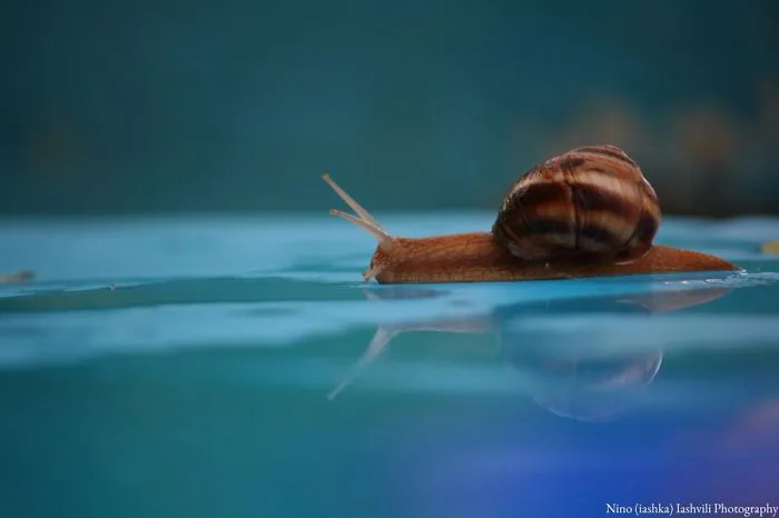 Snail Portrait