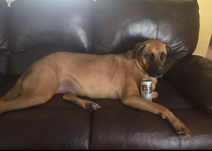 Coors