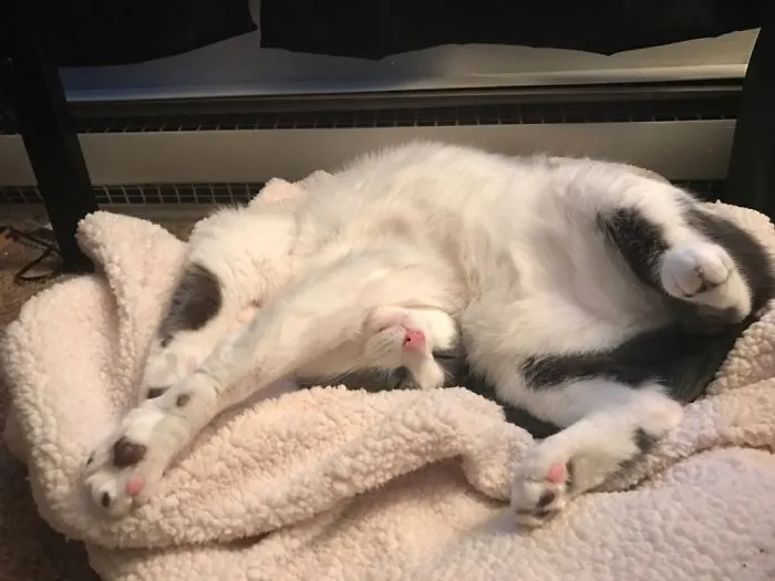 A relaxed cat stretched out on a soft blanket, illustrating funny pet names people now use instead of the original ones.