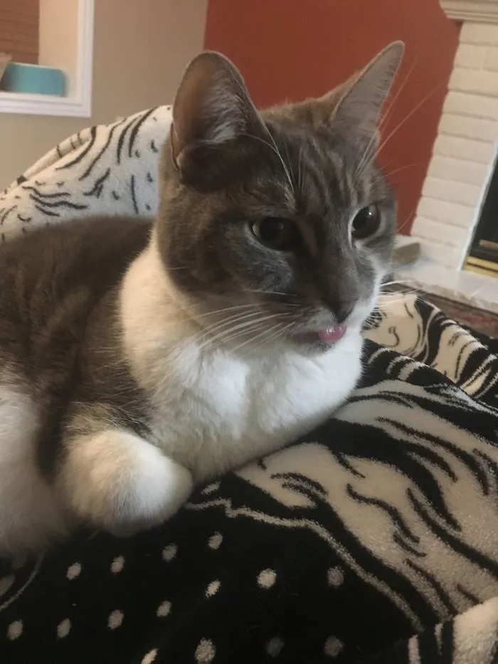 Gray and white cat resting on a black and white patterned blanket, showing unique expressions that reflect pet names.