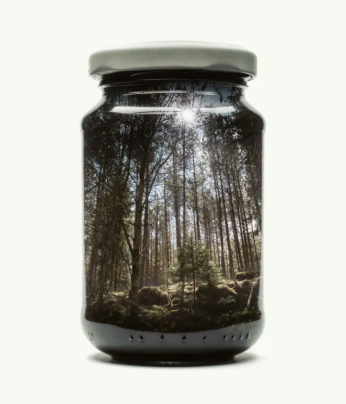 Bosque de pinos