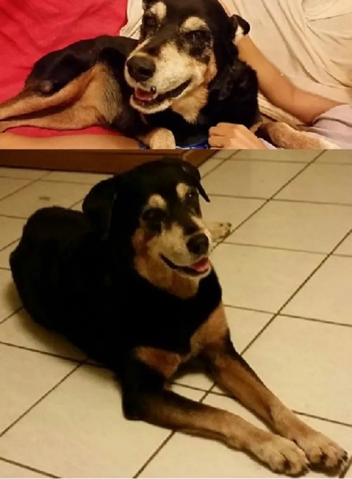Our Senior Rescue Poi Dog Chicacita Bonita.  2nd Pic Is After My Friend Got Rid Of Her 'Juevo' How It Worked With Her Cat (Yeay!), & Removal Of A Growth & Recurring Abcess.  She's Had Cataracts Since I Met Her